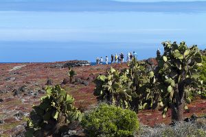 South Plaza, Islas Plaza, Galapagos Islands 103.jpg